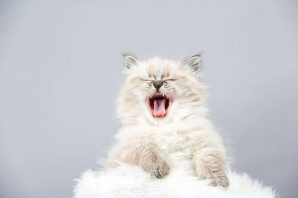 Portrait of Siberian kitten, studio shoot Portrait of Siberian kitten on a gray background meowing stock pictures, royalty-free photos & images