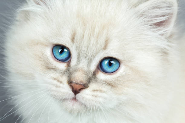 Portrait of Siberian kitten, studio shoot Portrait of Siberian kitten on a gray background blue eyes stock pictures, royalty-free photos & images