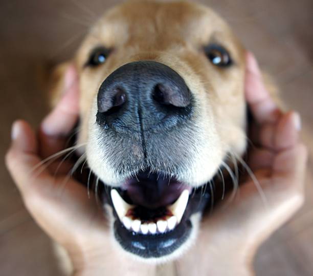 Portrait of smiley golden retriever Close up of golden retriever held lovingly animal teeth photos stock pictures, royalty-free photos & images