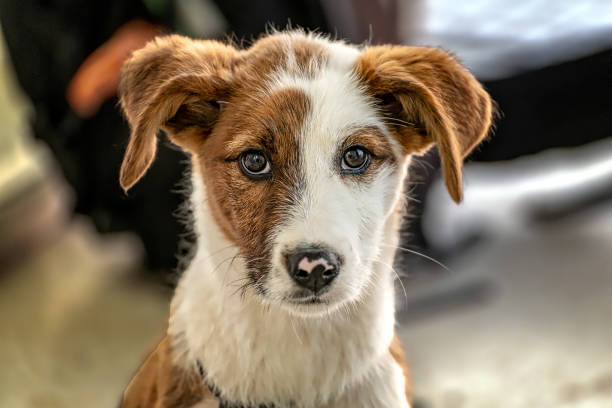 Portrait of terrier mix dog, puppy, looking at camera. Portrait of cute terrier mix dog, puppy, looking at camera. mixed breed dog stock pictures, royalty-free photos & images