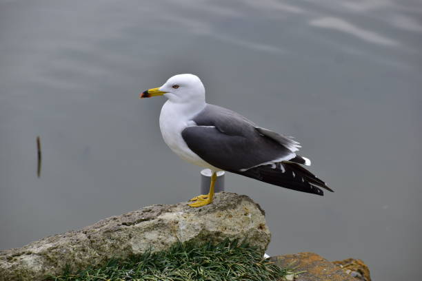 Portrait of the bird called Black-tailed gull stock photo