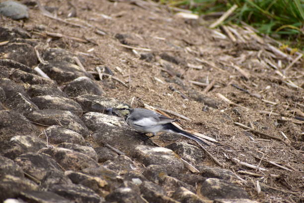 Portrait of the bird called Grey wagtail stock photo