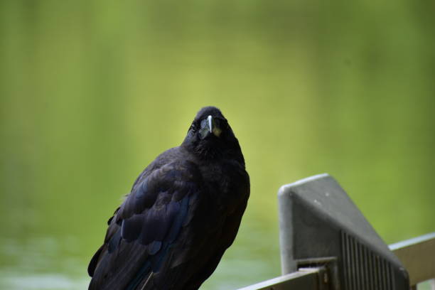 Portrait of the bird called Jungle crow stock photo