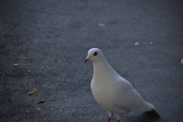 Portrait of the bird called Rock dove stock photo