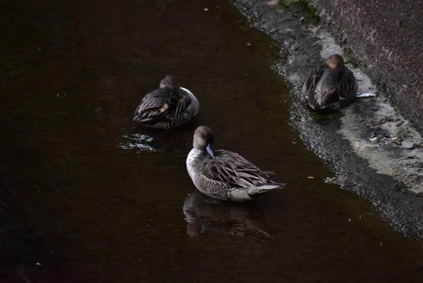 Portrait of the birds called Pintail stock photo