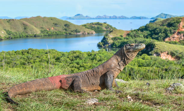 Portrait of the Komodo dragon stock photo