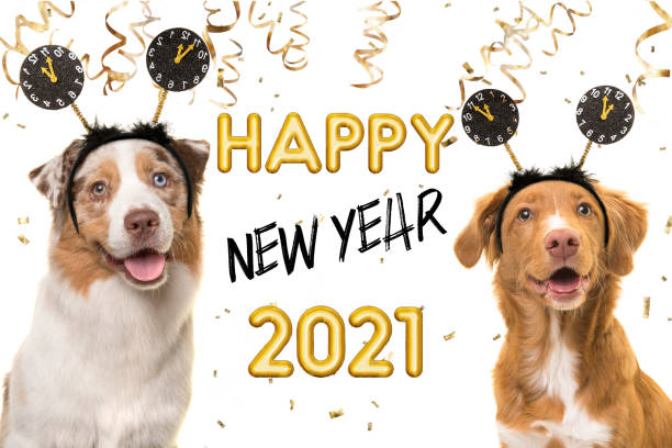 Portrait of two happy dogs wearing a new year diadem on a white background with golden party garlands and text happy new year 2021 Portrait of two happy dogs wearing a new year diadem on a white background with golden party garlands and text happy new year 2021 happy new year dog stock pictures, royalty-free photos & images