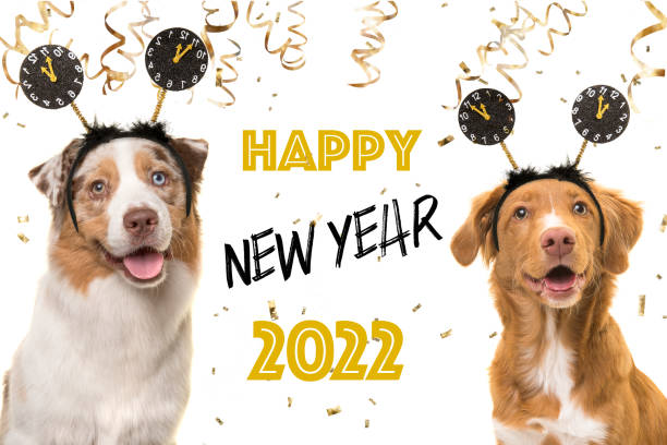 Portrait of two happy dogs wearing a new year diadem on a white background with golden party garlands and text happy new year 2022 stock photo
