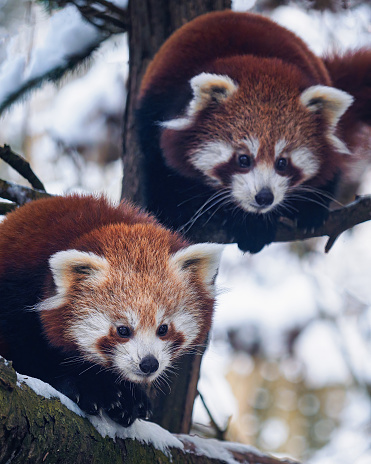 Portrait of two red pandas cub on a branch