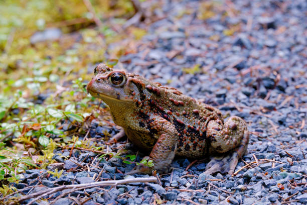 Portrait of Western, Boreal Toad.  Strathcona Provincial Park, BC stock photo