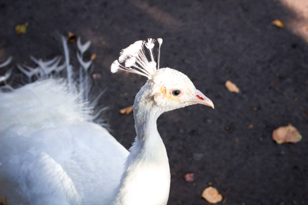 portret van witte vogel pauw peahen met veer kroon - vera pauw stockfoto's en -beelden
