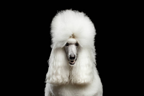 Portrait of White Royal Poodle Dog Isolated on Black Background Portrait of White Royal Poodle Dog Looking in Camera Isolated on Black Background, front view poodle stock pictures, royalty-free photos & images