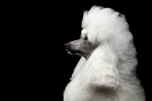 porträt von weißen königlichen pudelhund auf schwarzem hintergrund isoliert - pudelfrisuren stock-fotos und bilder