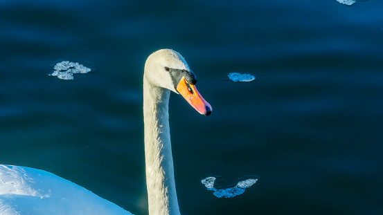 Portrait of white swan. White swan with orange beak in winter river. Wild beauty background. Space for text. Wild bird in city. Ornithology concepts.