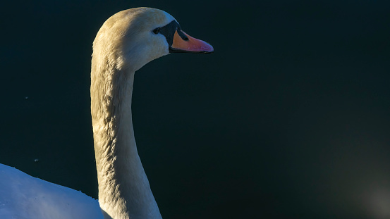 Portrait of white swan. White swan with orange beak in winter river. Wild beauty background. Space for text. Wild bird in city. Ornithology concepts.