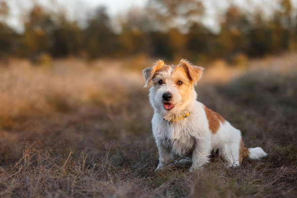 Portrait of Wire-haired Jack Russell Terrier in an autumn field stock photo