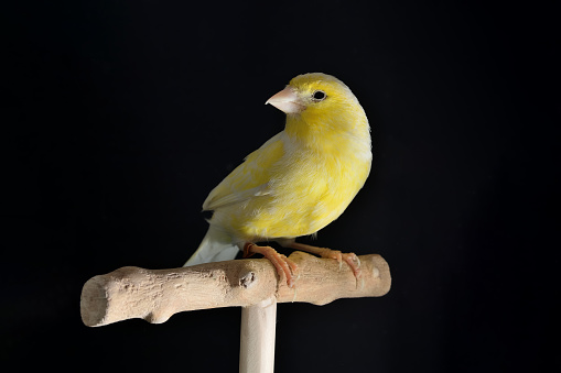 Portrait of yellow female canary stand on wooden perch isolated on black background with copy space. Bird shooting in a studio