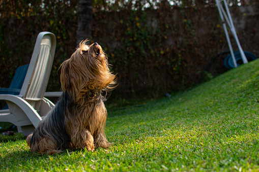 portrait of yorkshire terrier dog with selective focus on green grass while sitting at sunset (golden hour)