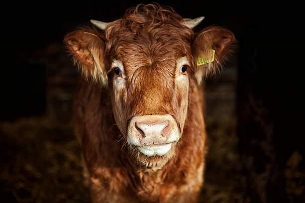 Portrait of young cow stock photo