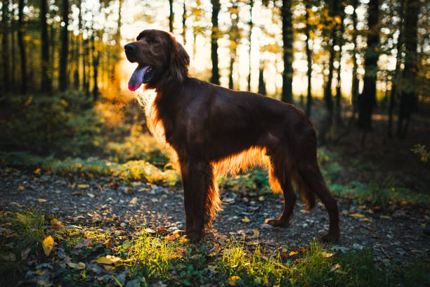 Portrait of young irish setter during a sunset in the forest. Portrait of young irish setter during a sunset in the forest. irish red and white setter puppies stock pictures, royalty-free photos & images