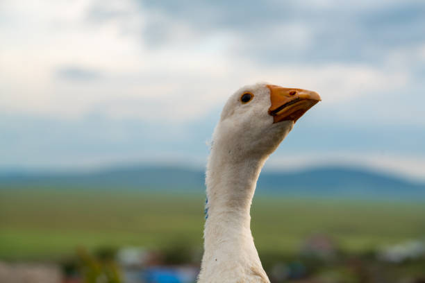 Portrait photo of geese face stock photo goose, landscape, group , village goose meat photos stock pictures, royalty-free photos & images