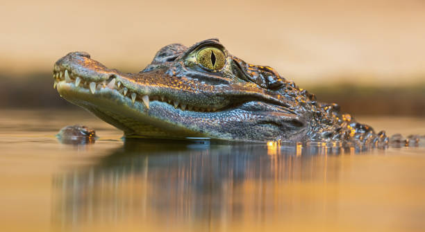 Portrait view of a Spectacled Caiman (Caiman crocodilus) stock photo