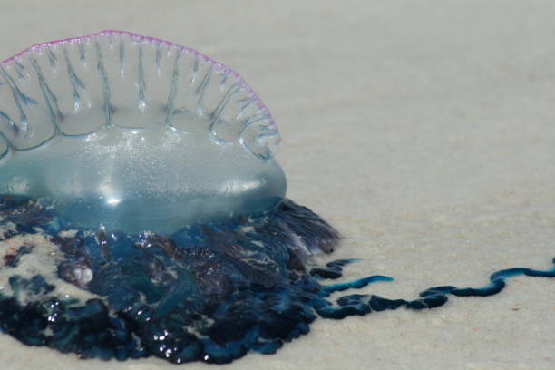 portoghese o ' guerra medusa in spiaggia - caravella portoghese foto e immagini stock