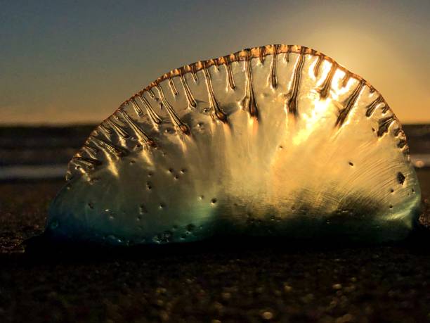 portoghese uomo o' guerra medusa sulla spiaggia - caravella portoghese foto e immagini stock