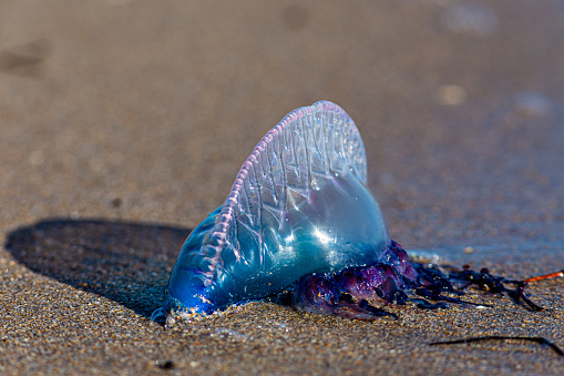 Portuguese man o' war on the beach in South Florida with vibrant blue and purple colors