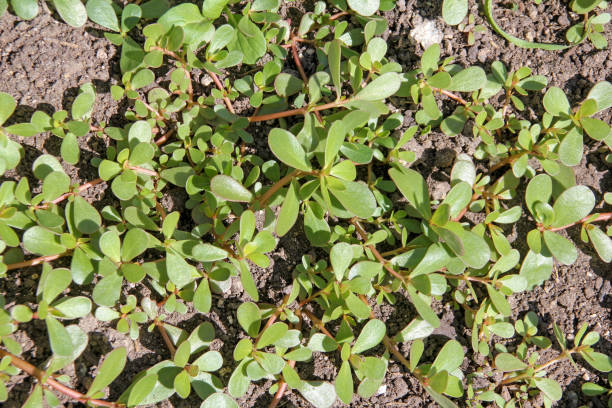 Portulaca oleracea (common purslane, verdolaga, red root, pursley) in field stock photo