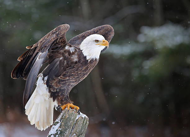 Posed Bald Eagle A Bald Eagle (haliaeetus leucocephalus) perched on a post, posing with it's wings up with snow falling in the background. perching stock pictures, royalty-free photos & images