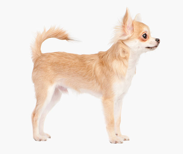 Posing the young chihuahua dog Posing the young chihuahua dog isolated on white chihuahua dog stock pictures, royalty-free photos & images
