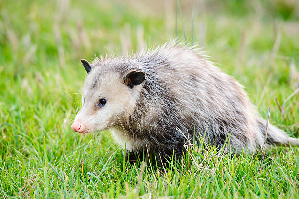 Possum in grass stock photo