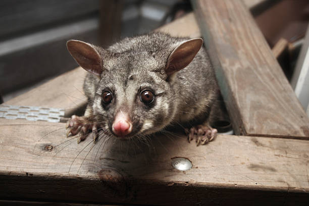 possum in the rafters looking down this cheeky little brush-tail possum thinks its found a nice home in the shed roof possum stock pictures, royalty-free photos & images