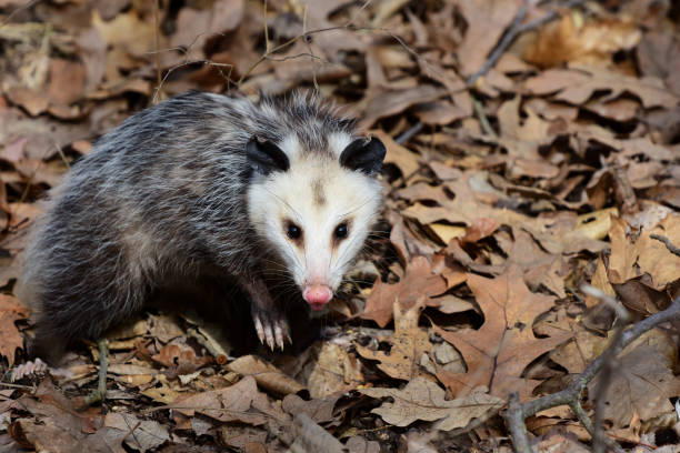 Possum An opossum among the fallen leaves in a Missouri forest. virginia opossum stock pictures, royalty-free photos & images