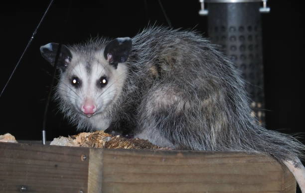 Possum A possum feeding at my backyard bird feeder in Forest, Virginia, on September 30, 2021. opossum stock pictures, royalty-free photos & images