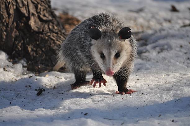 Possum - Winter with finger's spread Possum by tree in winter with fingers spread opossum stock pictures, royalty-free photos & images