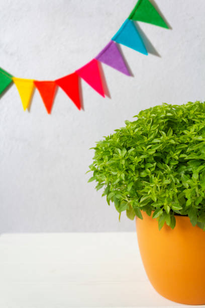 Pot of basil called manjerico a traditional plant of portuguese popular saints and festive party flags. With copy space stock photo