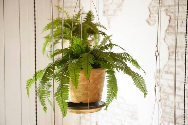 Pot of hanging plant Pot of hanging fern plant for interior decoration fern stock pictures, royalty-free photos & images
