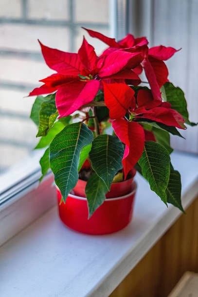Pot with a Christmas poinsettia flower on the windowsill, blurred background. stock photo