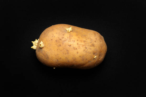 Potato on a black background. stock photo