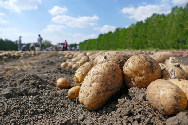 Potato on field Harvesting potatoes on field, farm workers picking and transporting to the warehouse raw potato stock pictures, royalty-free photos & images