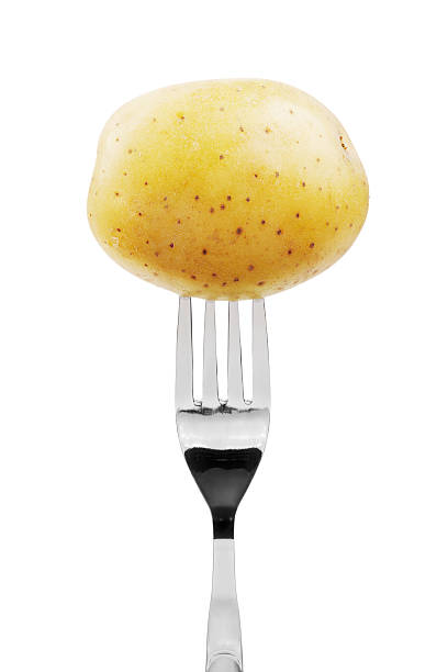 Potato on fork stock photo