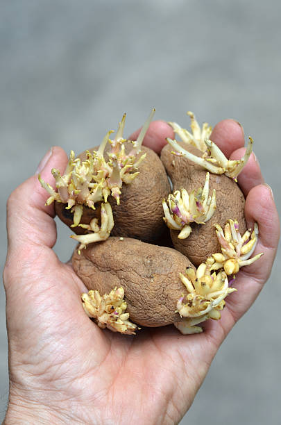 Potato Sprouts stock photo