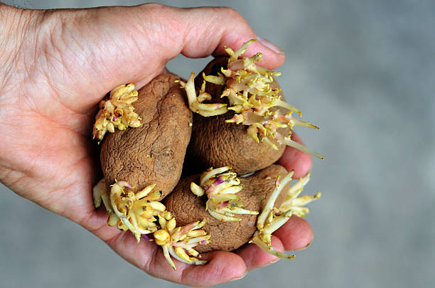 Potato Sprouts stock photo