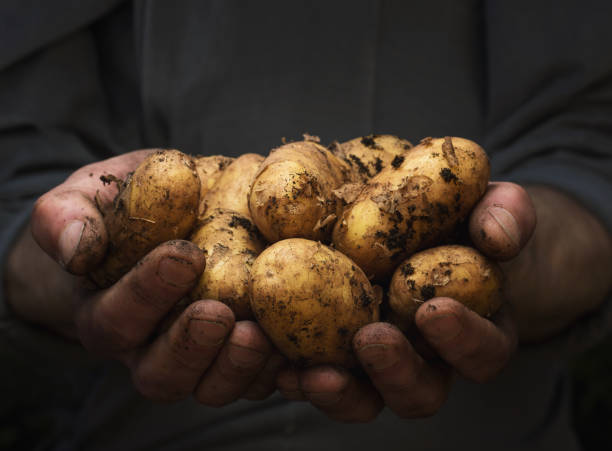 Potatoes in hands Close up of cupped male hands holding pile of potatoes with copy space raw potato stock pictures, royalty-free photos & images