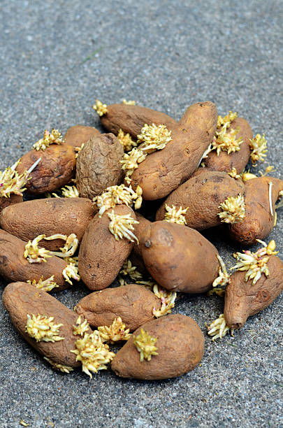 Potatoes Sprouting stock photo