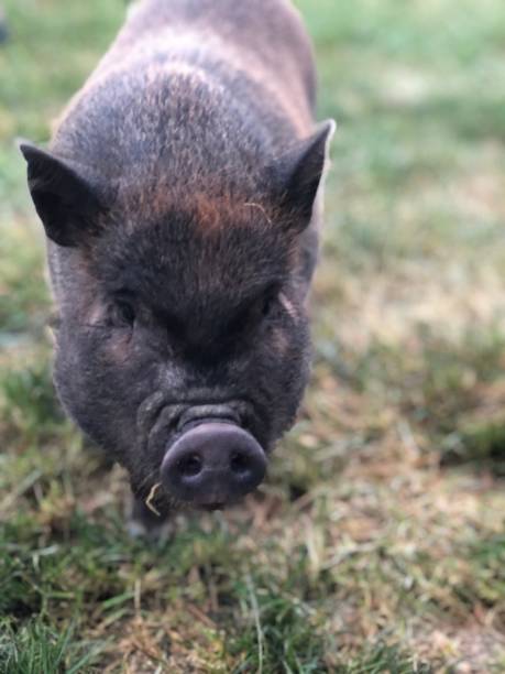Potbelly pig stock photo