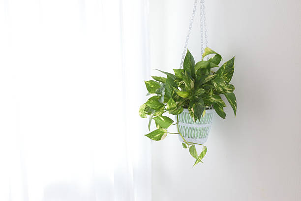 Pothos Pothos pots by the window golden pothos stock pictures, royalty-free photos & images