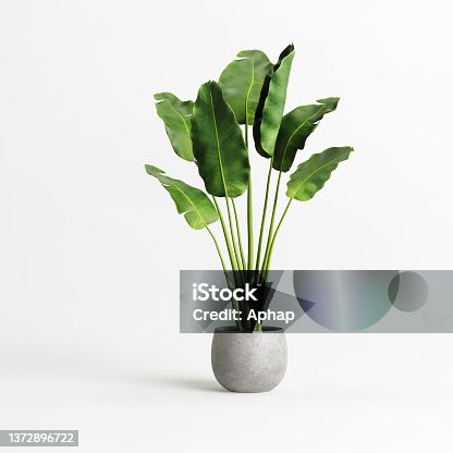 istock Potted banana plant isolated on white background 1372896722